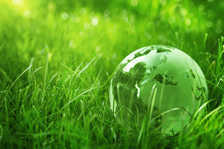 Green globe in the grass